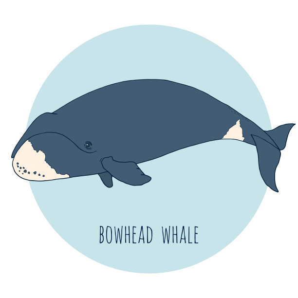露脊鲸矢量插图图片下载