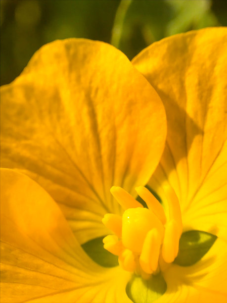 黄色的花图片下载