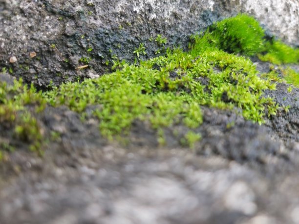 地板上长满了苔藓图片下载