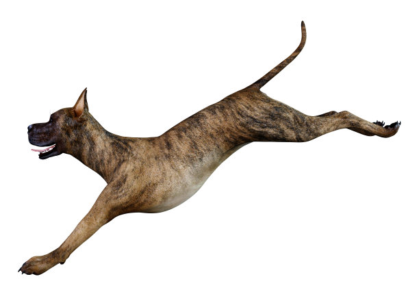 3D插图女斑纹大丹做在白色图片下载