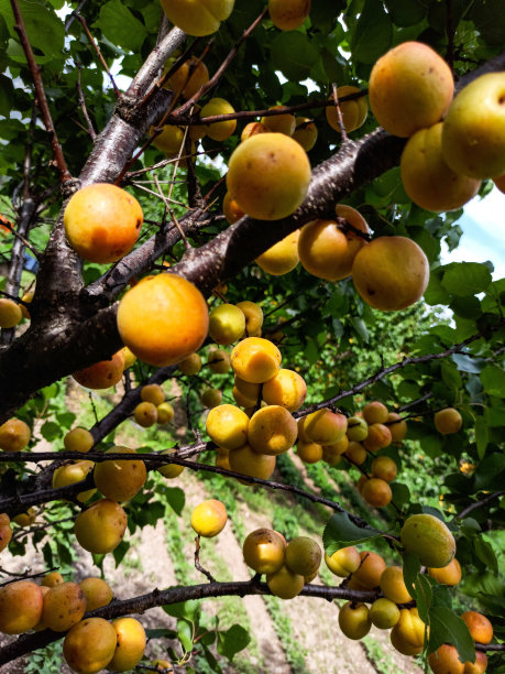 有机成熟的杏。图片下载