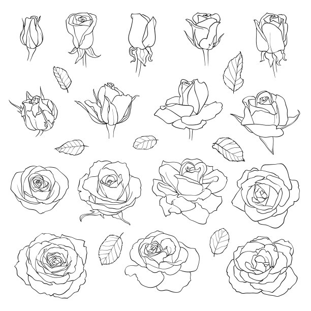 设置玫瑰黑色手绘花孤立图片下载