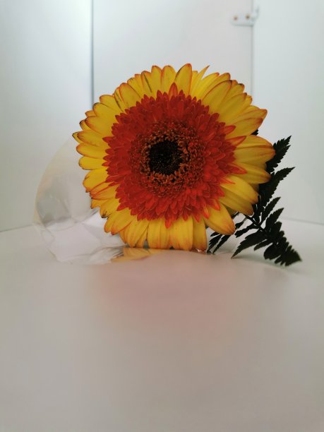 非洲菊图片下载