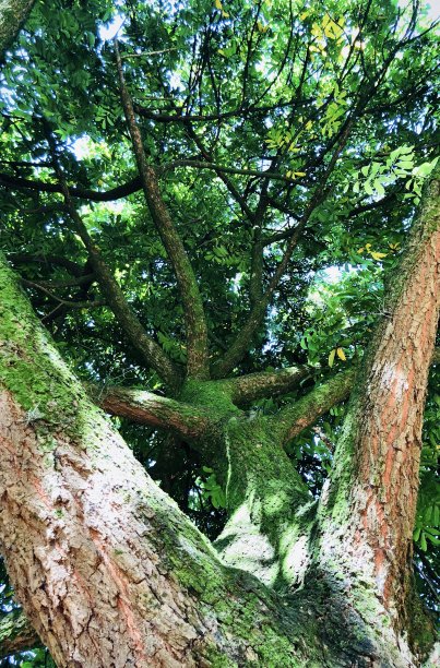 树枝低角度视图图片下载
