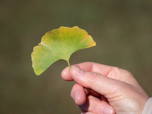 银杏叶图片下载