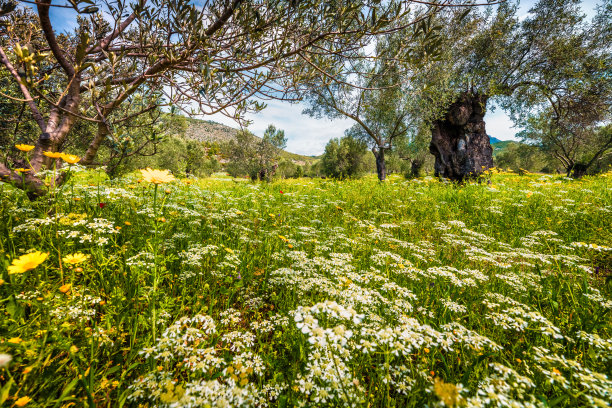 扎金索斯岛橄榄树花园里阳光明媚的春天景象。欧洲希腊多彩的早晨景色。美丽的乡村概念背景。艺术风格后期处理照片。图片下载