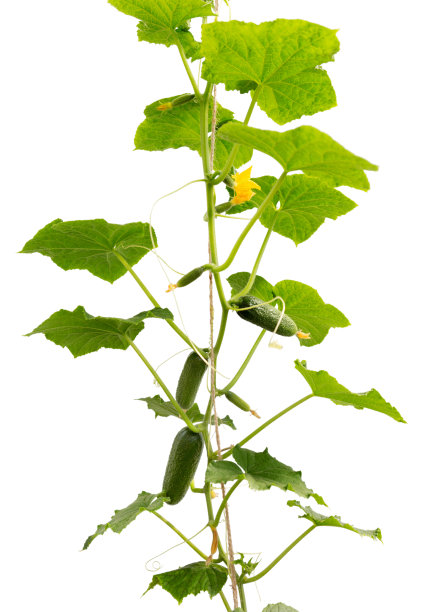 黄瓜的植物。叶子和花孤立在白色背景上的黄瓜。图片下载