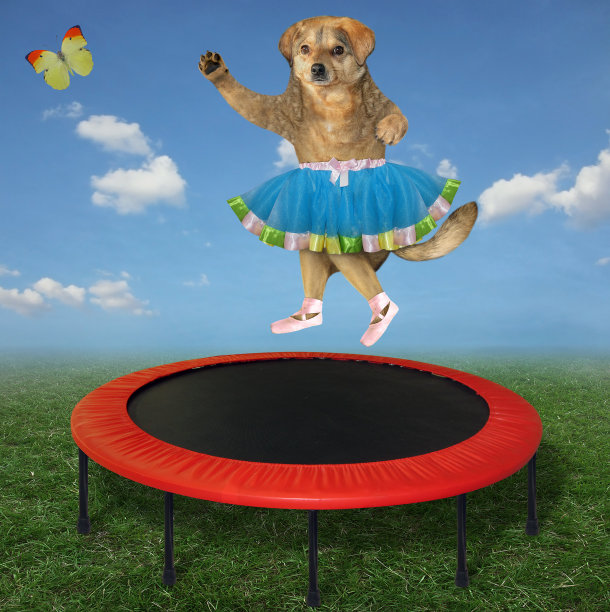 狗在蹦床上跳跃图片下载
