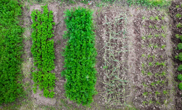 从空中俯瞰蔬菜园图片下载
