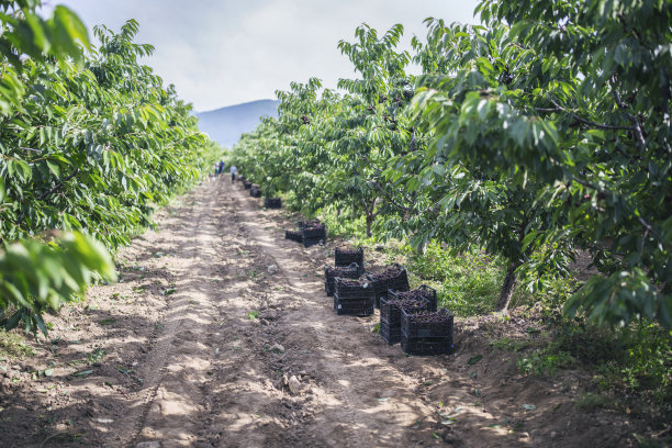 在果园里收获樱桃。图片下载
