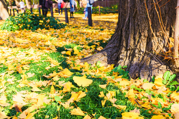 日本秋景日本东京神谷图片下载