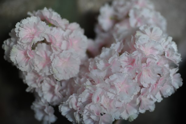 美丽的白色和粉红色的绣球花(绣球花，大叶绣球花，法国绣球花，花边绣球花，毛头绣球花，便士)的花瓣在傻瓜盛开在夏天孤立图片下载