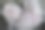 美丽的白色和粉红色的绣球花(绣球花，大叶绣球花，法国绣球花，花边绣球花，毛头绣球花，便士)的花瓣在傻瓜盛开在夏天孤立图片下载
