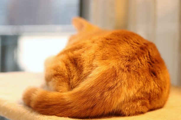 猫屁股在猫塔休息。图片下载