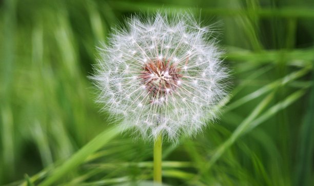 春天草地上的蒲公英图片下载