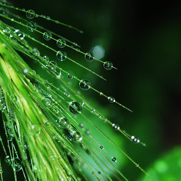 植物上的雨滴图片下载