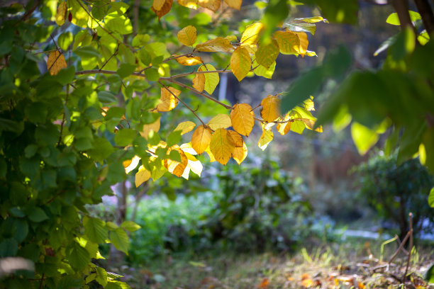 黄色的秋叶出现在森林里图片下载
