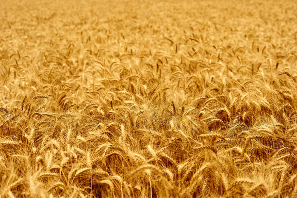 金黄成熟的麦穗在农田里准备收割。小麦丰收。农业和农学主题。景深浅图片下载
