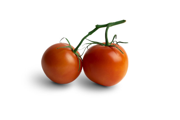两个番茄在藤上图片下载