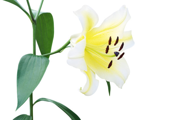 白色百合花与绿色叶子孤立在白色背景与修剪路径图片下载