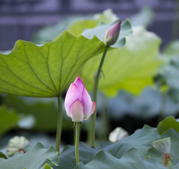 绿叶中有粉红色的荷花图片下载