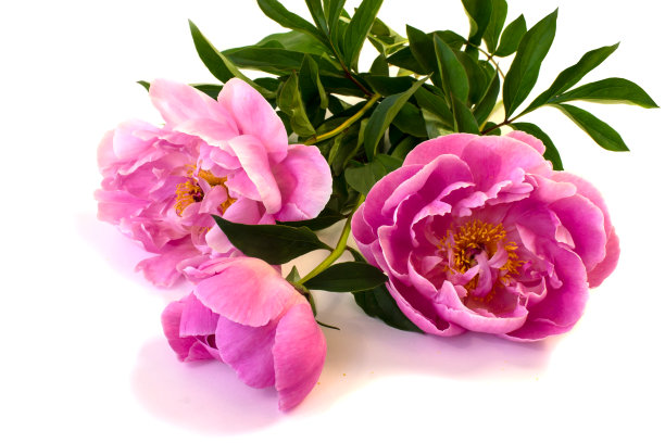 被一群白种人包围着图片下载