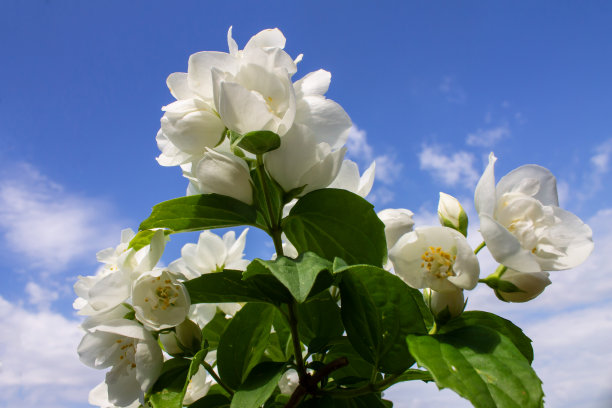 白色的花上一丛，茉莉花盛开，花园，背景图片下载