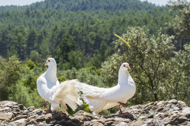 白色的鸽子图片下载