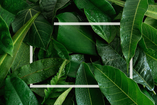 绿叶质地，自然背景图片下载