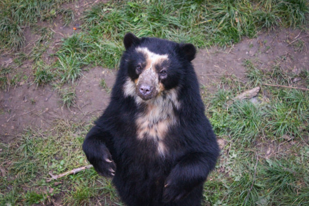 美国黑熊(Ursus Americanus，以前被称为Euarctos Americanus)用后腿站立。图片下载