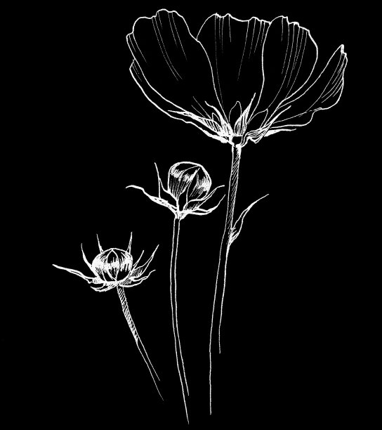 洋甘菊花粉笔在黑色背景图片下载