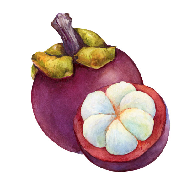 热带水果-新鲜的紫色山竹(山竹，猴果，果后)。整个半。手绘水彩画插图孤立的白色背景。图片下载