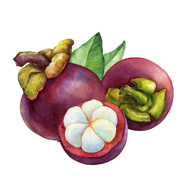 热带水果-新鲜的紫色山竹(山竹，猴果，果后)。整个半。手绘水彩画插图孤立的白色背景。图片下载