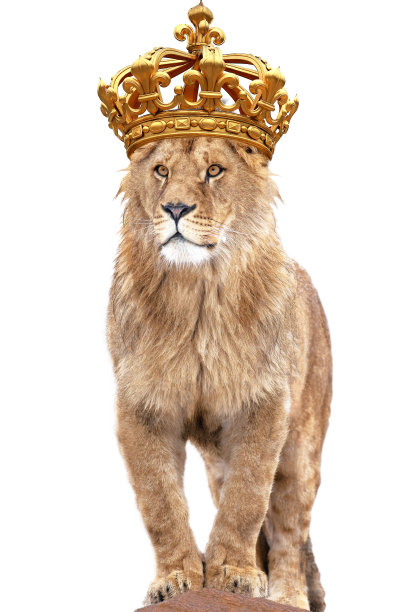 狮子王站在孤立的白色图片下载