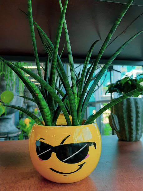 一株绿色植物栽在架子上一个黄色的花盆里，花盆里有一张滑稽的脸图片下载