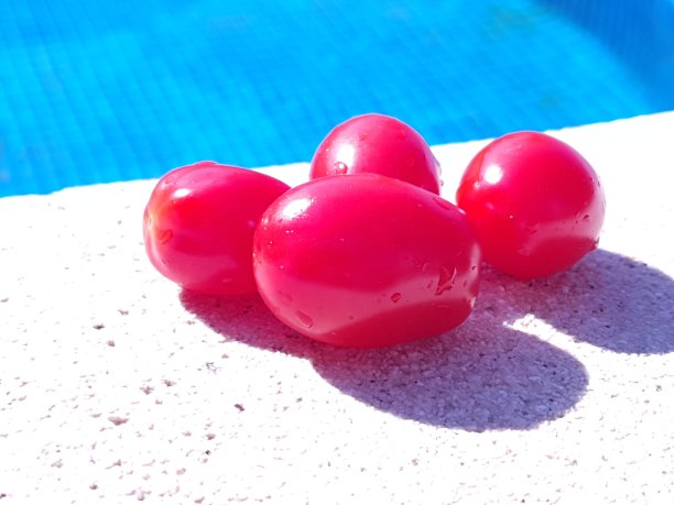 阳光下的四个樱桃番茄图片下载