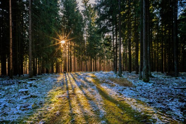 在冬天的森林里有太阳和星星图片下载
