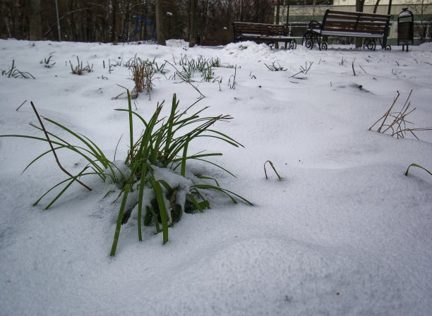 雪下的绿草图片下载