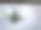 雪下的绿草图片下载