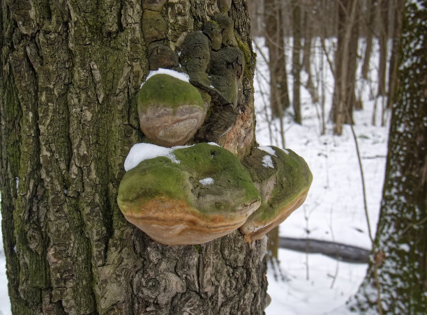 冬天桦树上的查加蘑菇图片下载