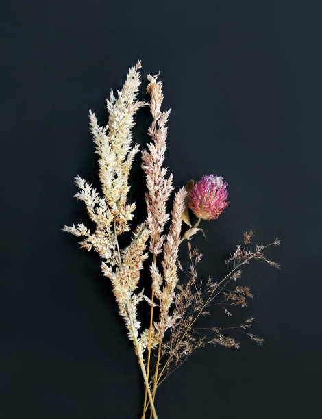 野生植物的花束，枯萎的田野谷物，花孤立在黑色的背景。图片下载