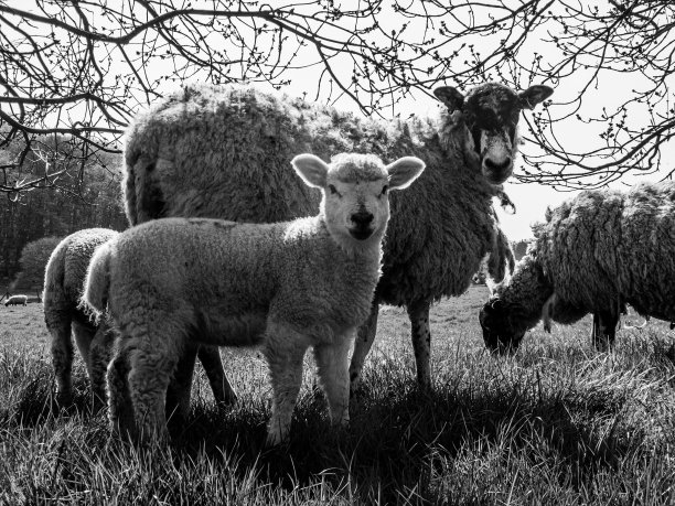 小羊和妈妈在田野里图片下载