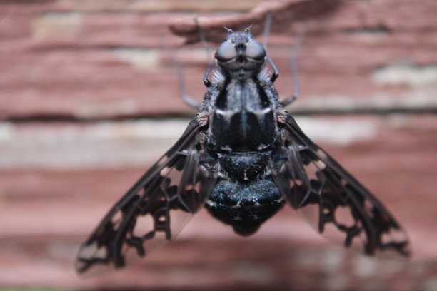 老虎蜜蜂飞图片下载