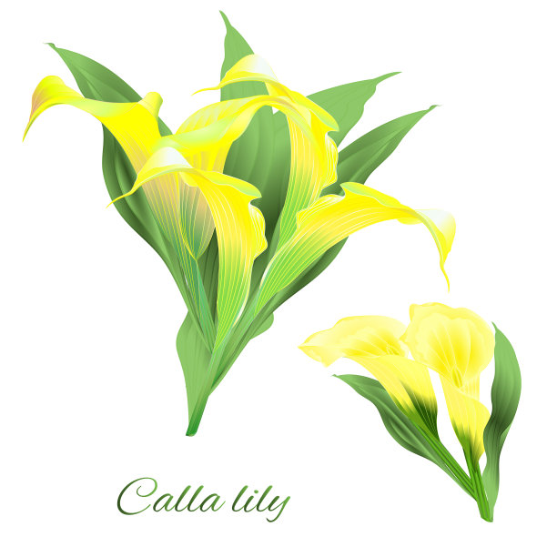 热带花卉的插花，与黄百合卡拉集水彩复古矢量插图编辑图片下载