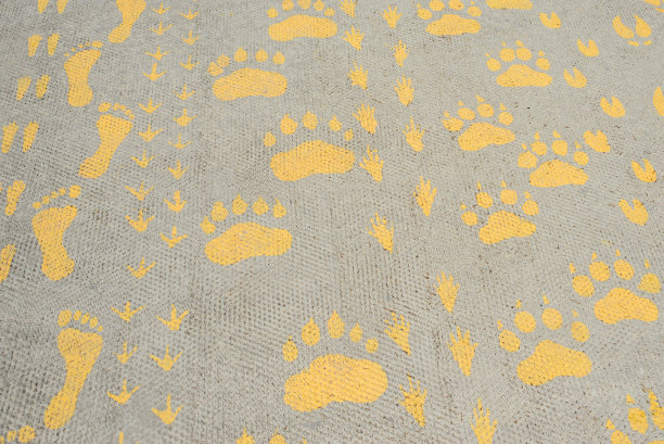 动物，人类，鸟类的足迹图片下载