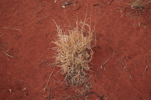 澳大利亚中部内陆红色沙漠沙地上的干刺草图片下载