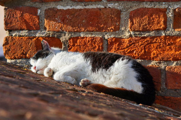 睡觉的猫和砖墙图片下载