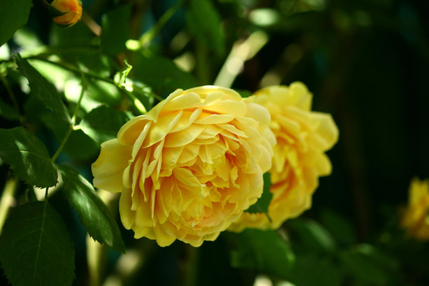 黄色玫瑰视图的彩色照片。花园里娇艳的花朵。美丽的花序与花瓣。图片下载