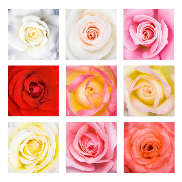 3 × 3多色玫瑰花蕾组成图片下载