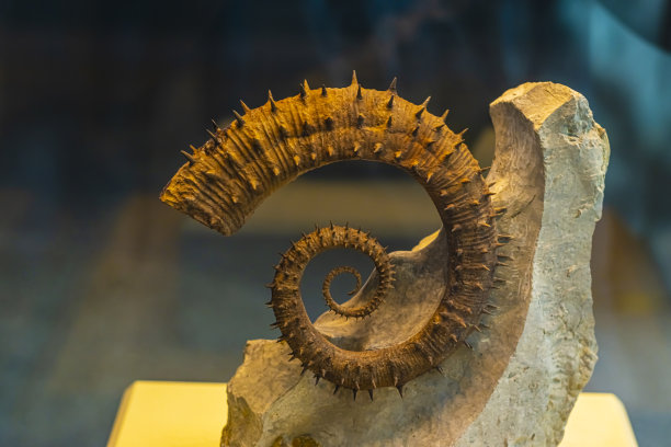 动物冰冷的骨架图片下载